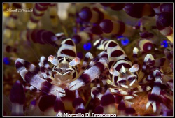 Cip&Ciop  (Coleman shrimp) by Marcello Di Francesco 